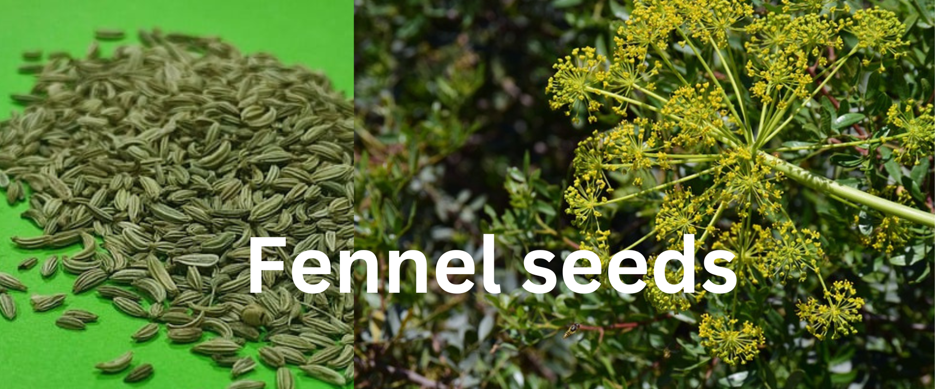 Fennel seeds for Immediate-and-powerful-Solution-for-gastric-problem