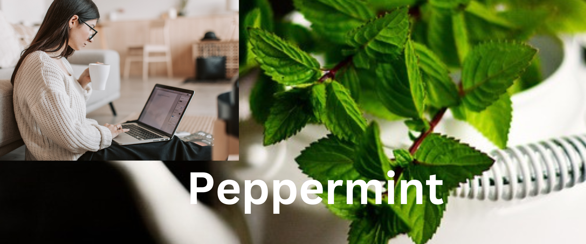 Peppermint.Immediate-and-powerful-Solution-for-gastric-problem