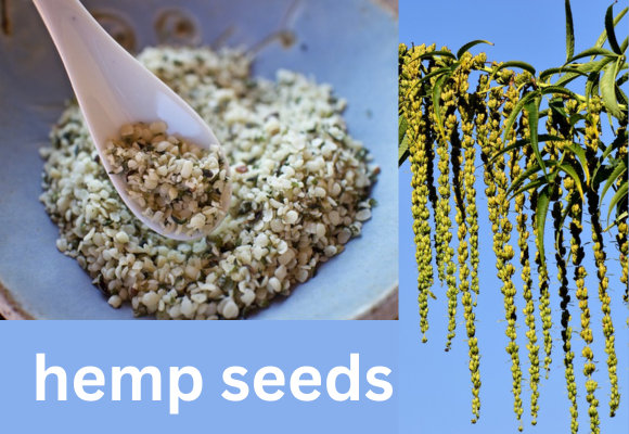 hemp seeds-high protein foods